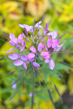 Cleome hassleriana or spider flower or spider plant in the garden or nature park.の写真素材