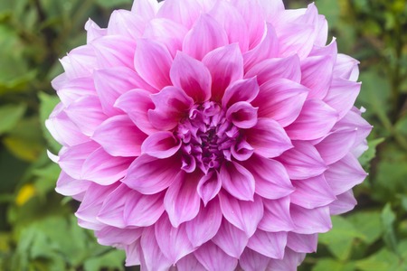 Macro image of a garden dahlia flower with dark petals.の写真素材