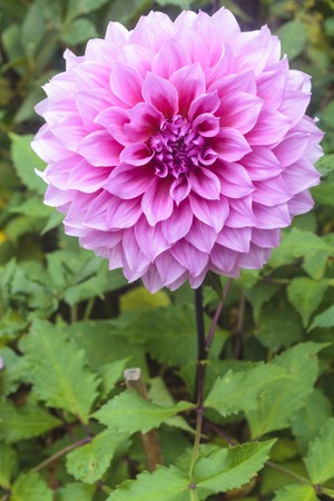 Macro image of a garden dahlia flower with dark petals.の写真素材