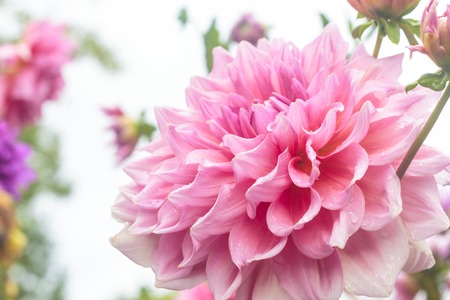 Macro image of a garden dahlia flower with dark petals.の写真素材