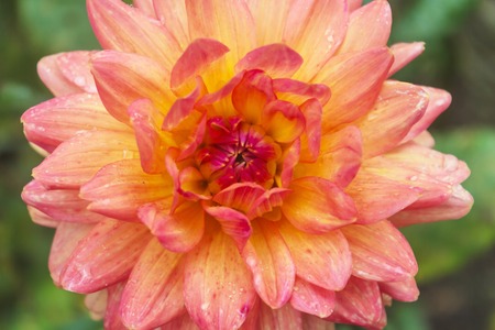 Macro image of a garden dahlia flower with dark petals.の写真素材