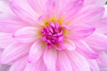 Macro image of a garden dahlia flower with dark petals.の写真素材