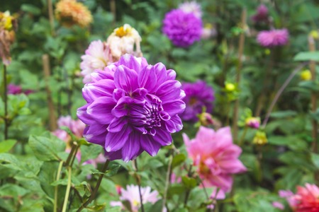 Macro image of a garden dahlia flower with dark petals.の写真素材