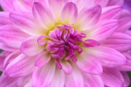 Macro image of a garden dahlia flower with dark petals.の写真素材