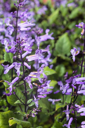 Macro image of a garden dahlia flower with dark petals.の写真素材