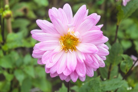Macro image of a garden dahlia flower with dark petals.の写真素材