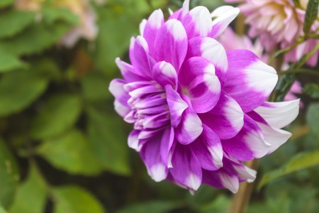 Macro image of a garden dahlia flower with dark petals.の写真素材