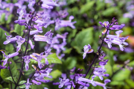 Macro image of a garden dahlia flower with dark petals.の写真素材