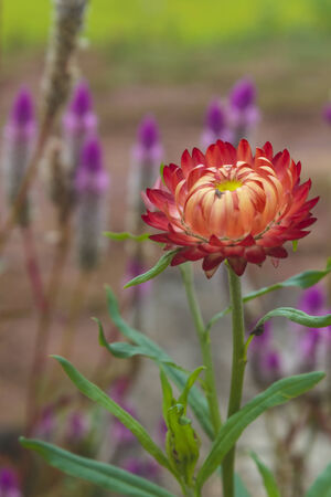 Everlasting flower (Helychrysum bracteatum) with natural .の写真素材