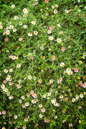 Many white daisies flower in top view of meadow.の写真素材