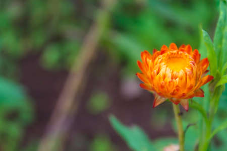 Everlasting flower (Helychrysum bracteatum) with natural background.の写真素材