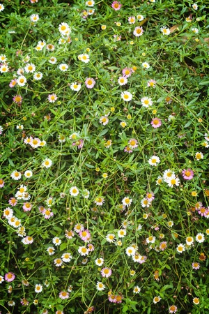 Many white daisies flower in top view of meadow.の写真素材