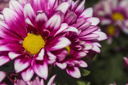 Top view of pink-white chrysanthemum use for backgroud .の写真素材