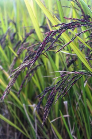 Rice in green paddy about ready to be harvested.black beansの写真素材