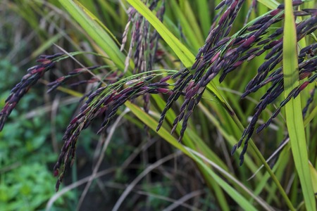 Rice in green paddy about ready to be harvested.black beansの写真素材