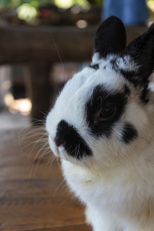 View of rabbit. close-up (White-black Netherland dwarf rabbit). Side view of Netherland Dwarf rabbit.の写真素材
