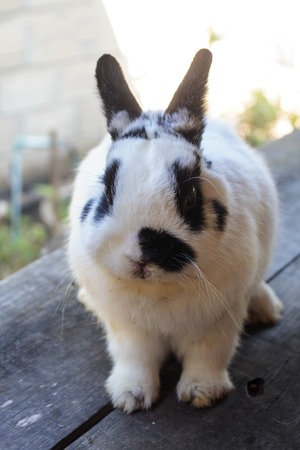 View of rabbit. close-up (White-black Netherland dwarf rabbit). Side view of Netherland Dwarf...