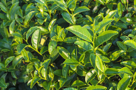 Close up of green tea leaves in tea plantation in the morning.の写真素材