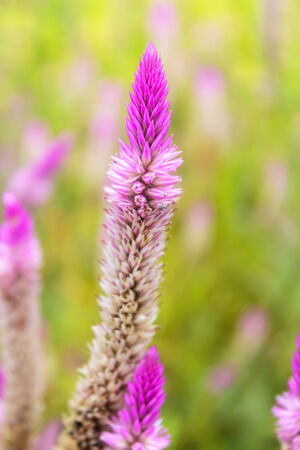 Pink cockscomb flower in green garden.の写真素材
