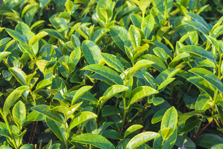Close up of green tea leaves in tea plantation in the morning.の写真素材