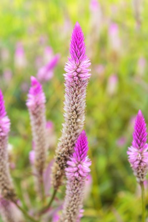 Pink cockscomb flower in green garden.の写真素材
