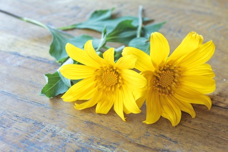 Mexican sunflower weed (Tithonia diversifolia) on wooden background.の写真素材