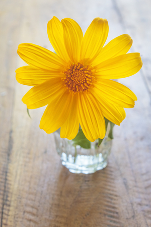 Mexican sunflower weed (Tithonia diversifolia) in the glass on wooden background.の写真素材