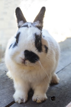View of rabbit. close-up (White-black Netherland dwarf rabbit). Side view of Netherland Dwarf rabbit.の写真素材