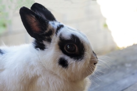 View of rabbit. close-up (White-black Netherland dwarf rabbit). Side view of Netherland Dwarf rabbit.の写真素材