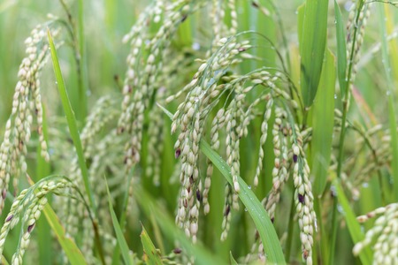 Rice in green paddy about ready to be harvested.の写真素材