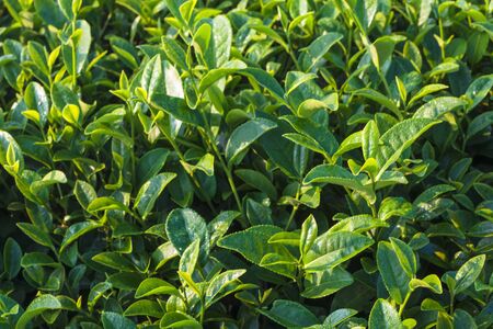 Close up of green tea leaves in tea plantation in the morning.の写真素材
