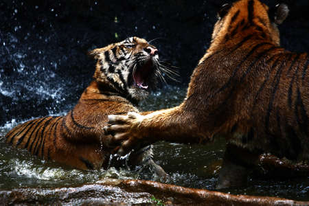 Tiger Attack to other tiger Tiger Attack to other tiger