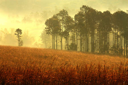 Forest mist at morning