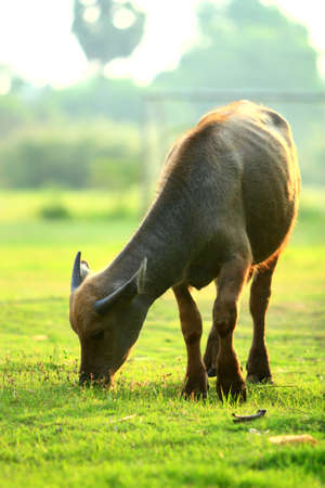 Baby cow eattingの写真素材