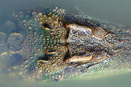Head Crocodileの写真素材