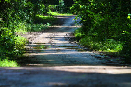 Road in forest