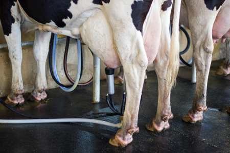 Cow milking facility, Milking cow with milking machine modern in the milking farm.の写真素材