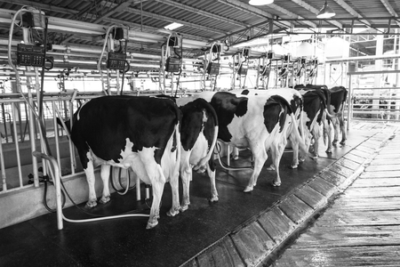 black and white "Farm Chokchai" Thailand - September 30, 2017: Cow milking facility, Milking the cow with milking machine modern, the tourist Visiting the farm and listening to expert lectures.のeditorial素材