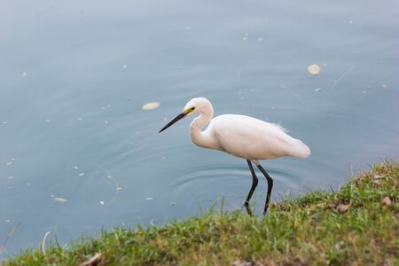 Eastern Great Egret walking in waterの写真素材