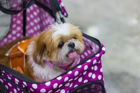 shih tzu dog sitting in a wheelchair.の写真素材