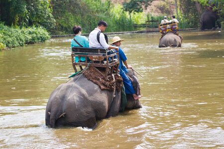 Lampang Thailand  April 15, 2016 : Thailand Elephant Conservation Centre  -  Activities Elephant Bath   Elephant Bath  Naturally, like an elephant bath for coolingのeditorial素材
