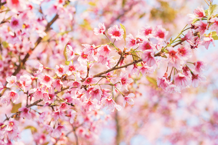 Closeup Beautiful Cherry, Wild Himalayan Cherry, flowers of Thailandの写真素材