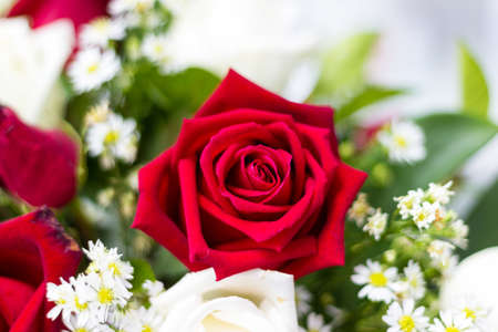 Beautiful flowers Red roseの写真素材