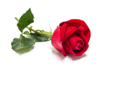 Beautiful red rose flowers for valentine day isolated on white background copy space for textの写真素材