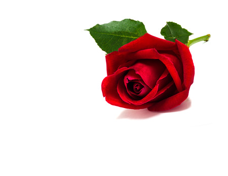 Beautiful red rose flowers for valentine day isolated on white background copy space for textの写真素材