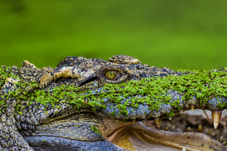 Thailand Crocodile with Mouth Open in farm Bangkok Thailandの写真素材