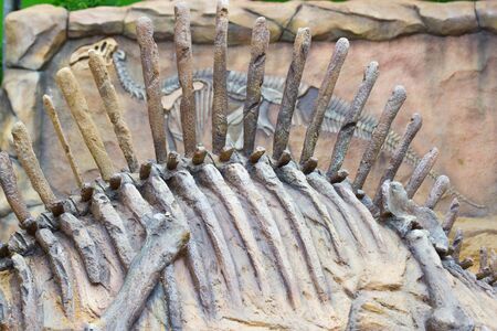 Dinosaur fossil simulator excavation in sand for education and learningの写真素材