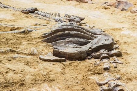 replica dinosaur fossil on the sand ground for learning about, Excavating dinosaur in the park.