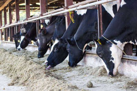 Cows on a farm and herd of cows eating hay in cowshed on dairy farm