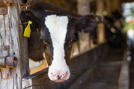 Closeup portrait young cow looks into the camera and yellow tagged ears at in the stallの写真素材